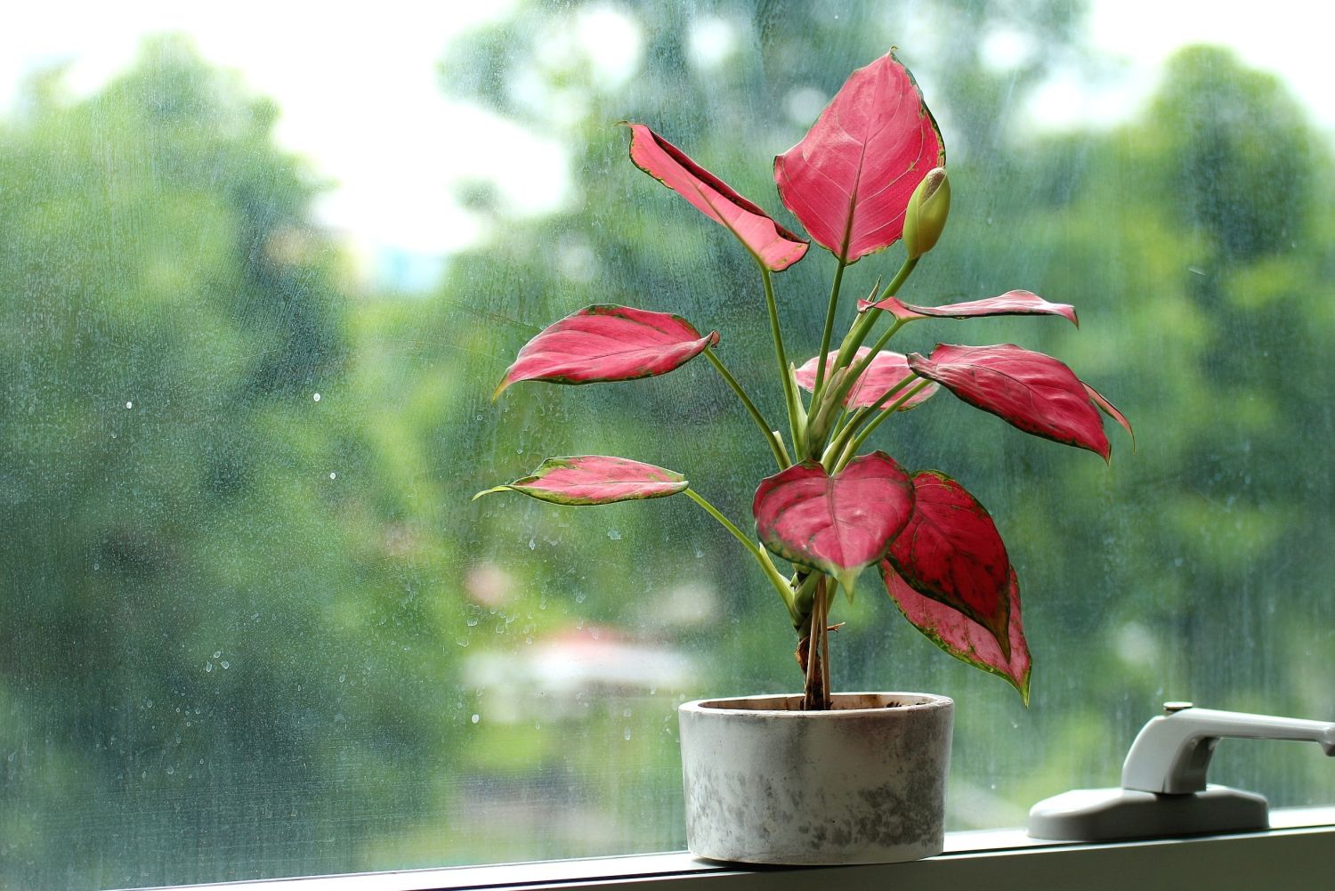 Caladium,Bicolor,Planted,In,A,Small,Pot,Placed,On,The