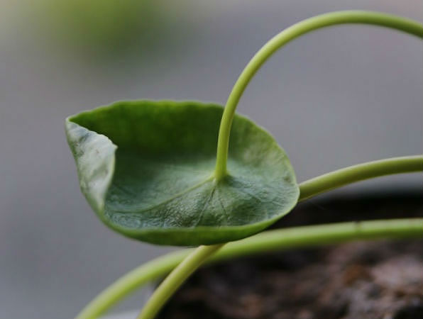 5 Possible Causes of Curling Chinese Money Plant Leaves