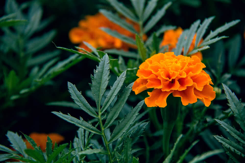 7 Reasons Why Marigolds Are The Perfect Companion Plants