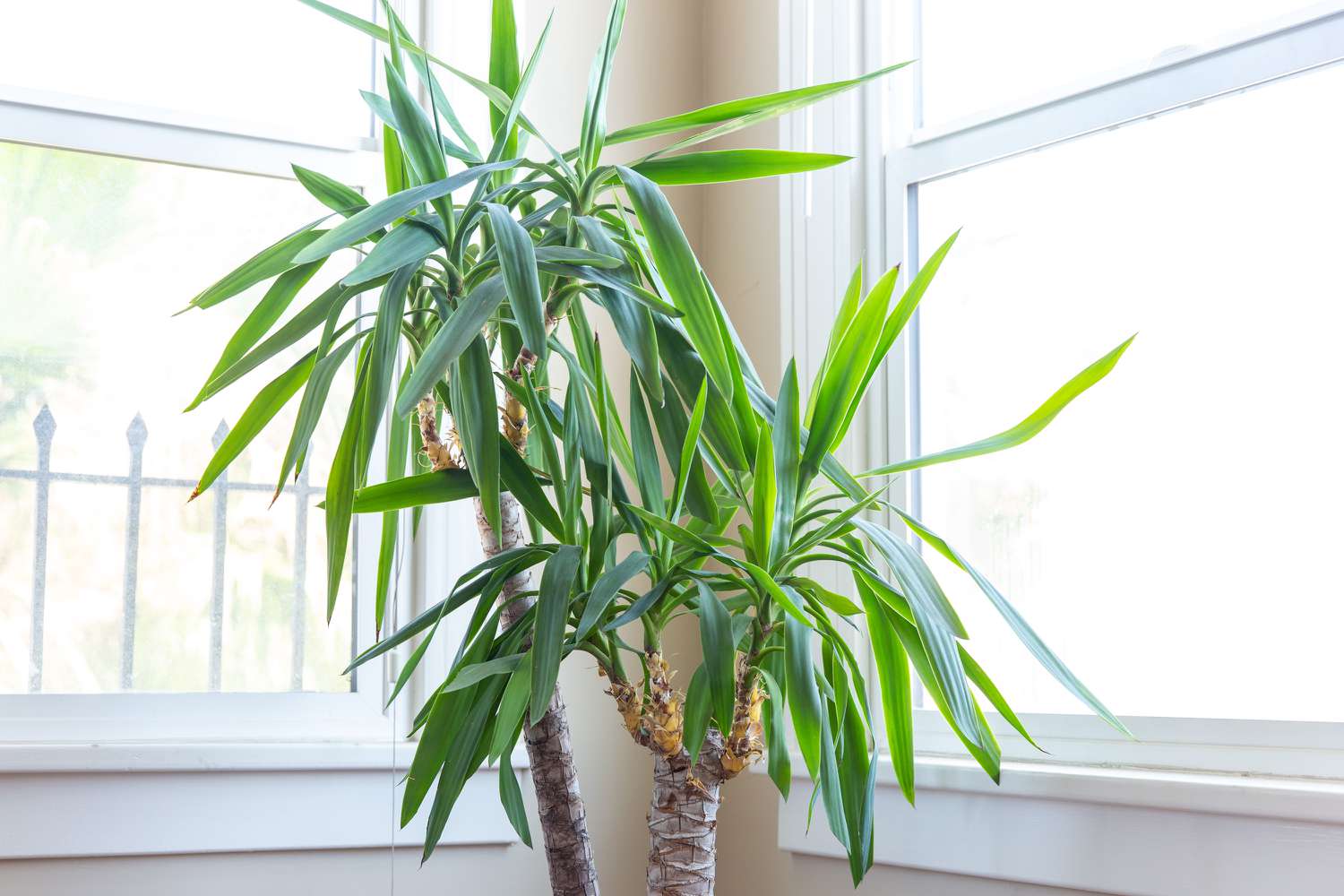 Rescue Your Plant: 6 Reasons Your Yucca Leaves Are Drooping