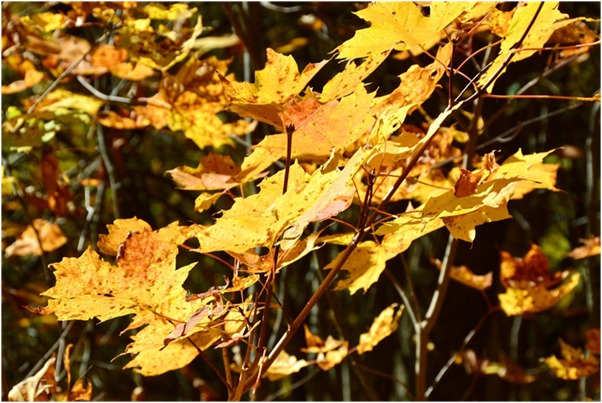 10 Common Causes of Brown Leaves on Your Acer Tree