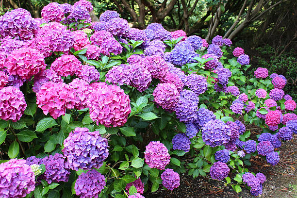 Top 20 Reasons Your Hydrangea Leaves Are Turning Brown