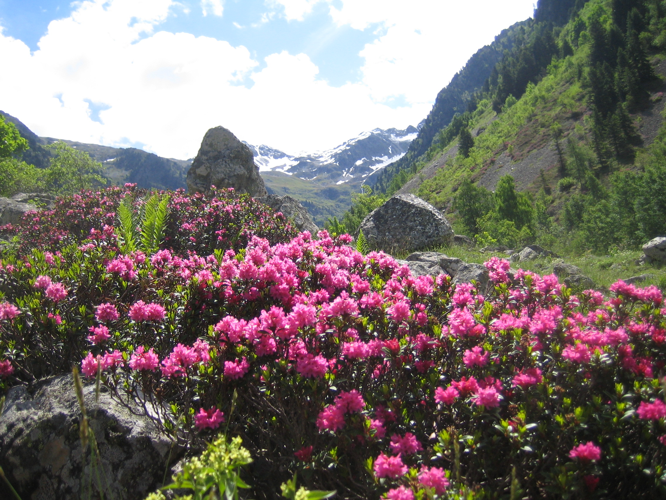 Rhododendron Problems: Why Rhododendrons Have Wilted & Curled Leaves?