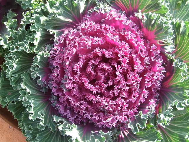 Red Cabbage