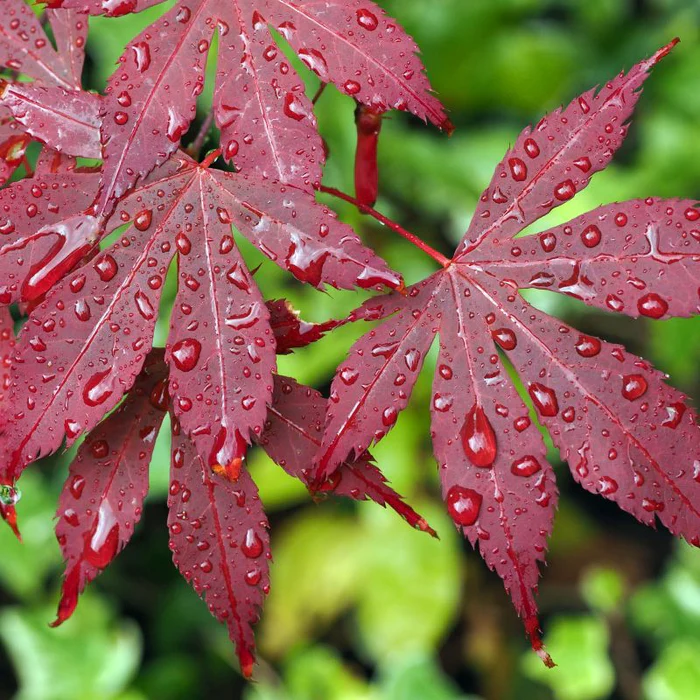 Red Japanese Maple - Bloodgood .jpg