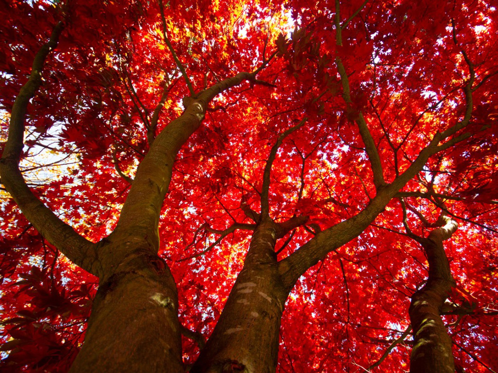 Red Maple