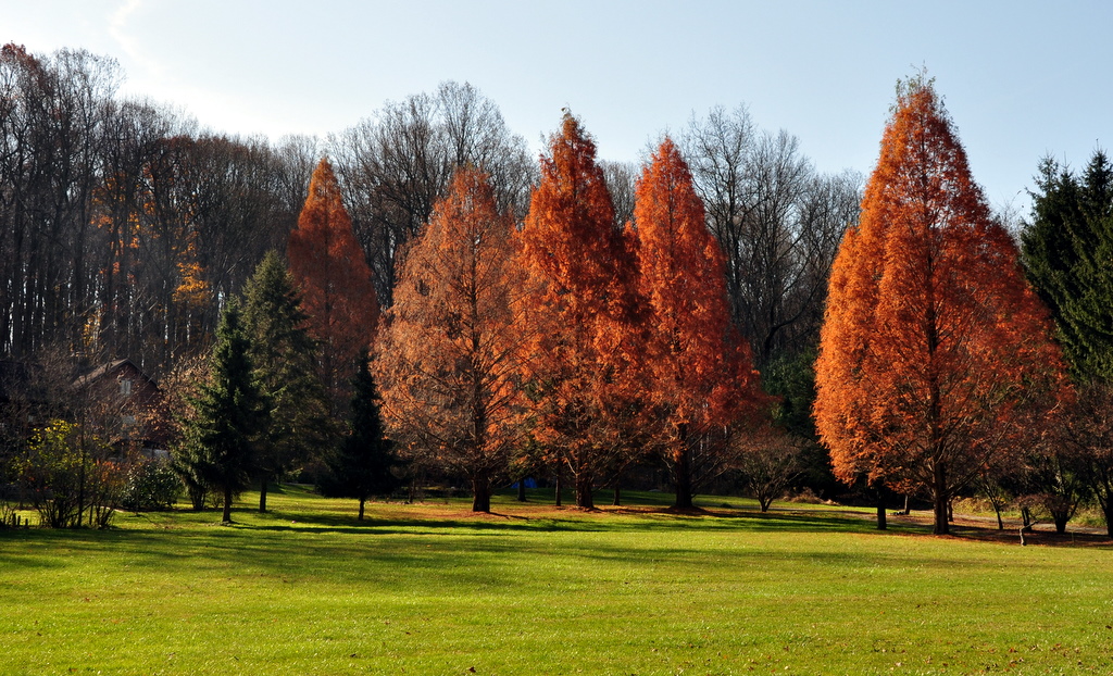 Red Pine Tree