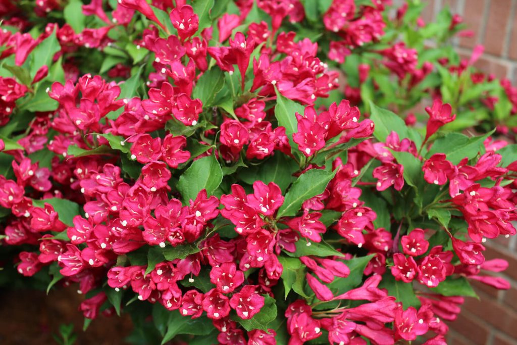 Red Prince Weigela