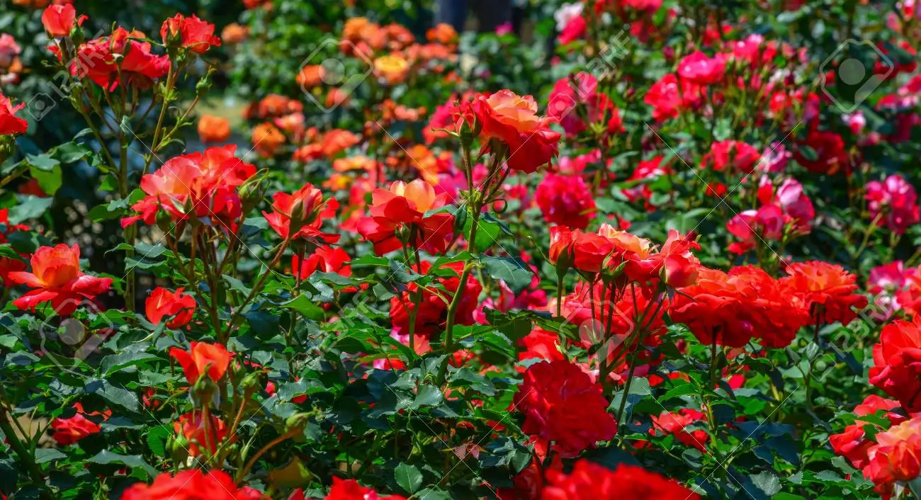 24 Types of Red Rose Varieties to Grow in Your Garden