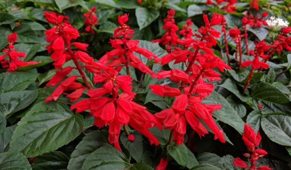 Red Salvias or Salvia Splendens