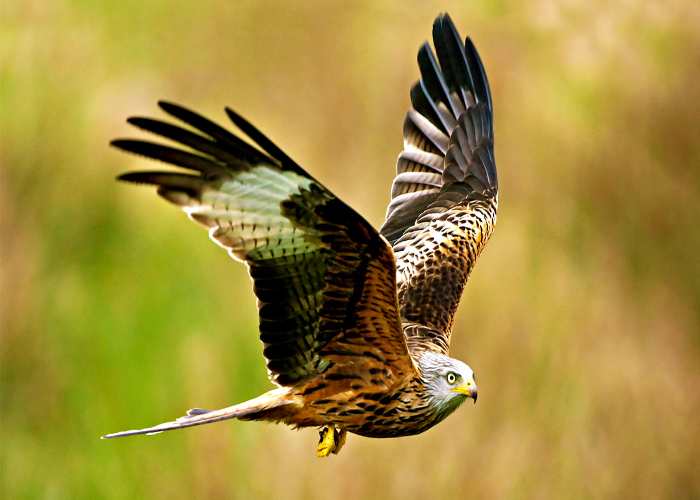 Red kite