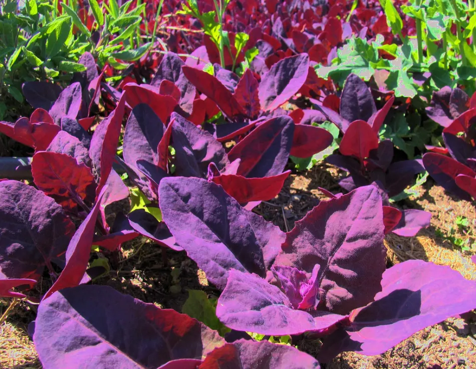 Red mountain spinach