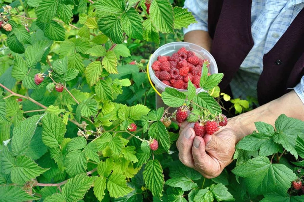 Reduce the Number of Young Branches