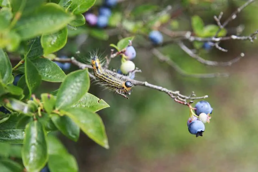 Rejuvenating Older Plants