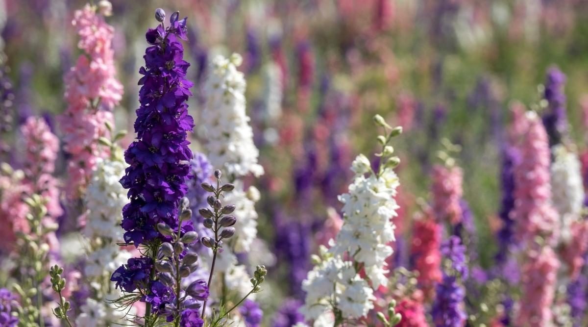 24 Long-Flowering Perennials That Will Transform Your Garden