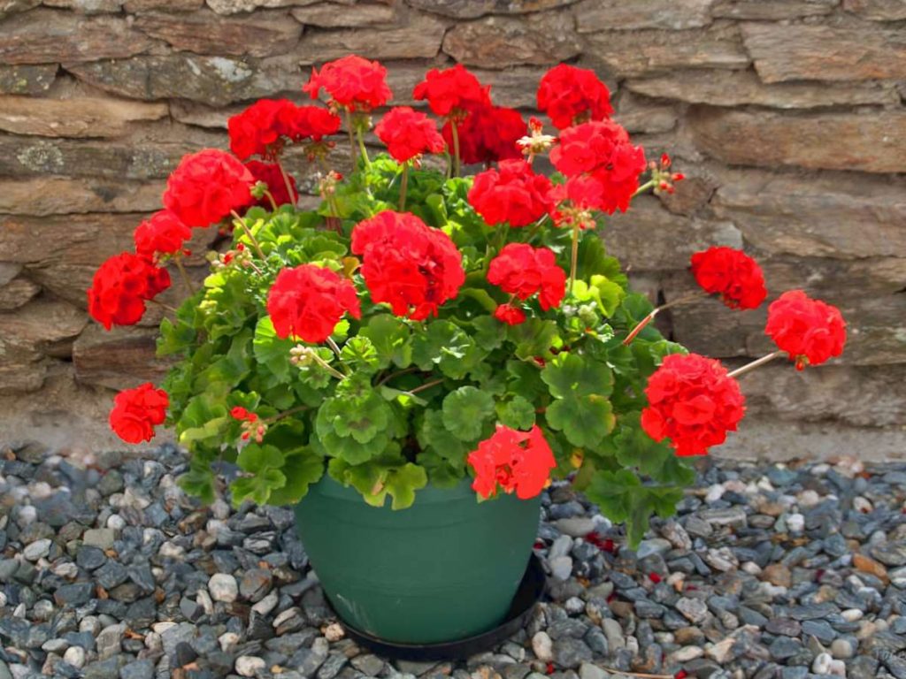 Repotting Geraniums