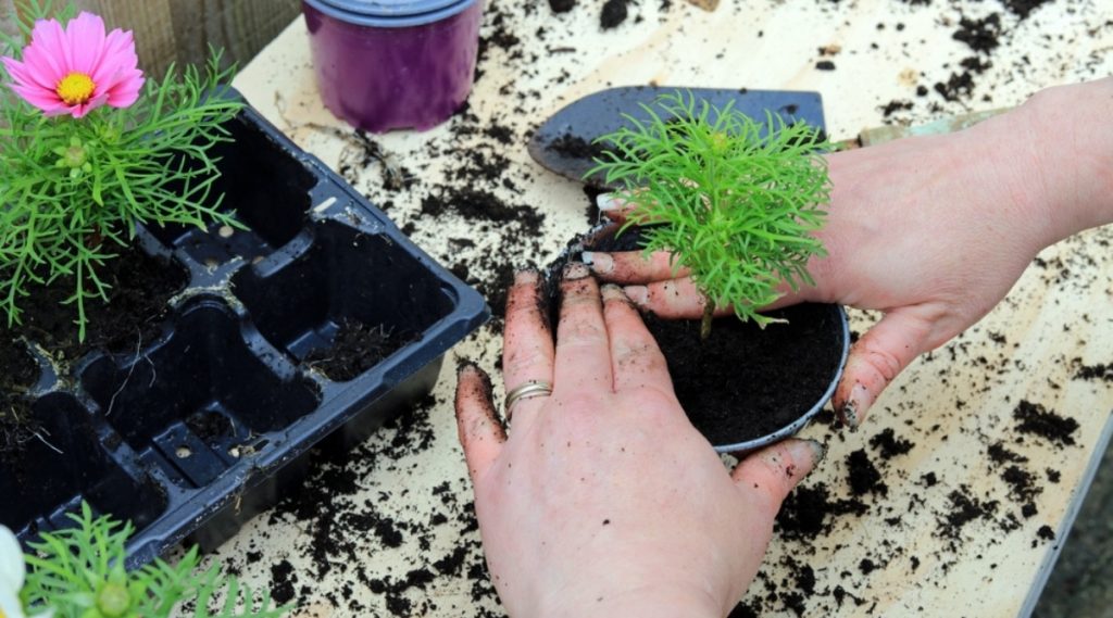 Repotting the Annuals