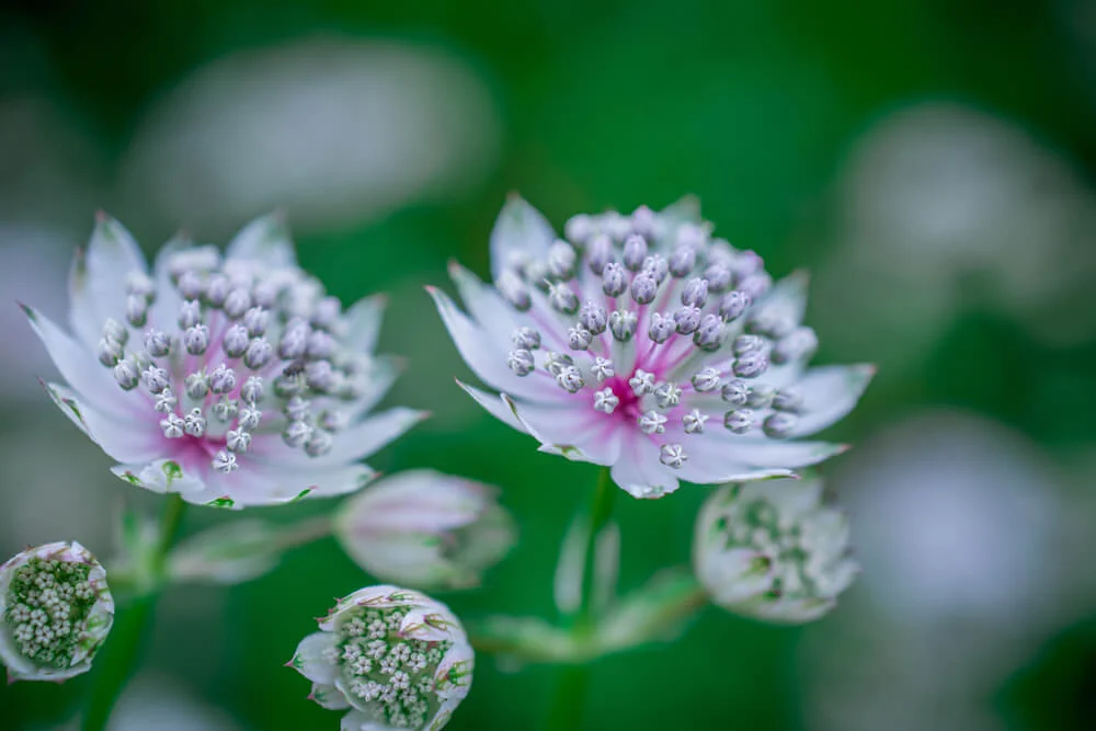 Required Conditions to Grow & Care Astrantia