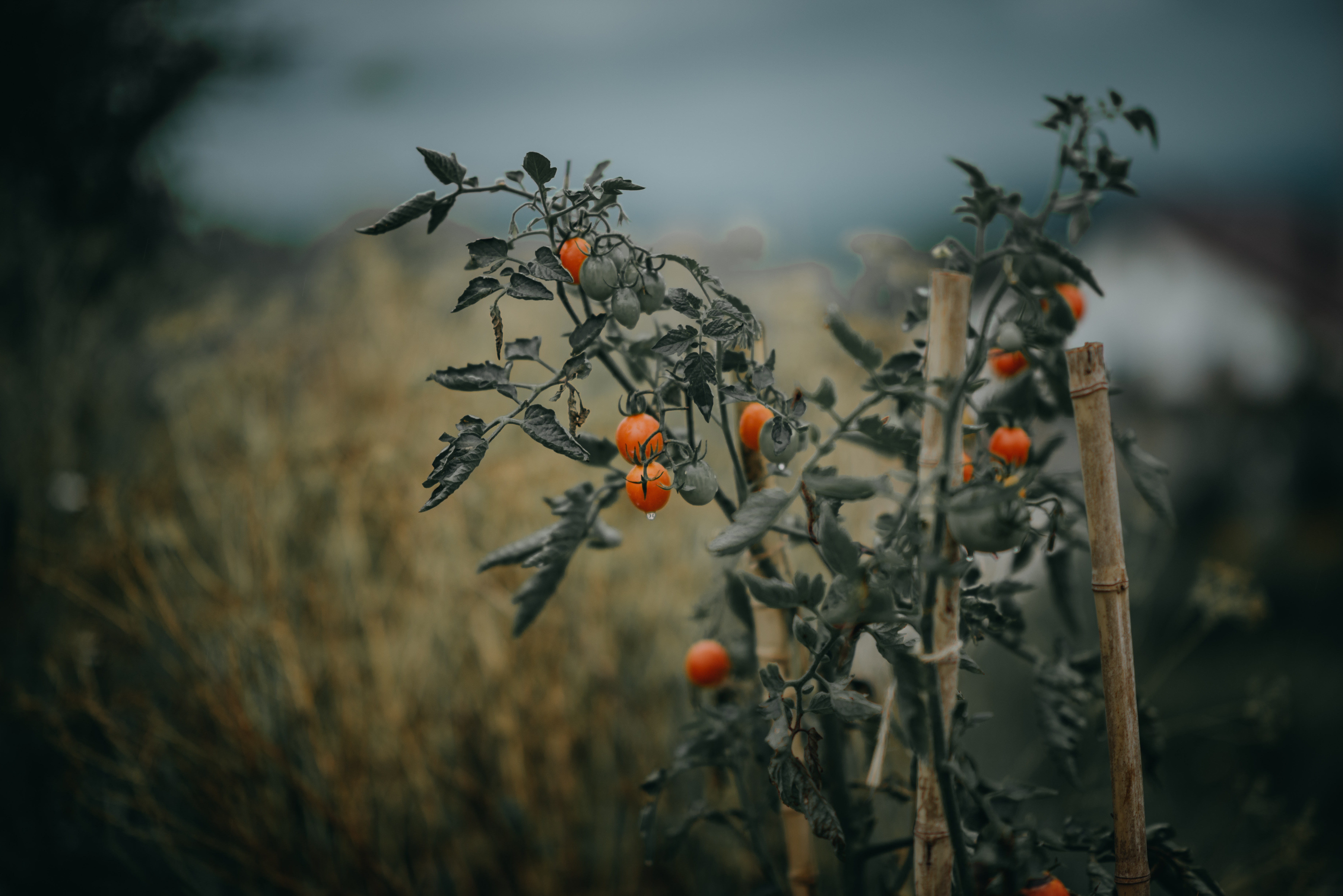 What Can You Do with Your Tomato Plants When The Season Ends?