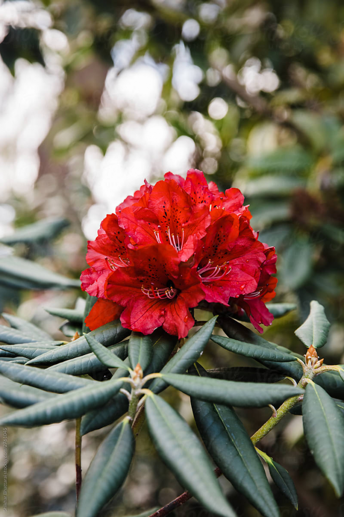 Rhododendron