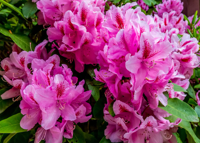 Rhododendron