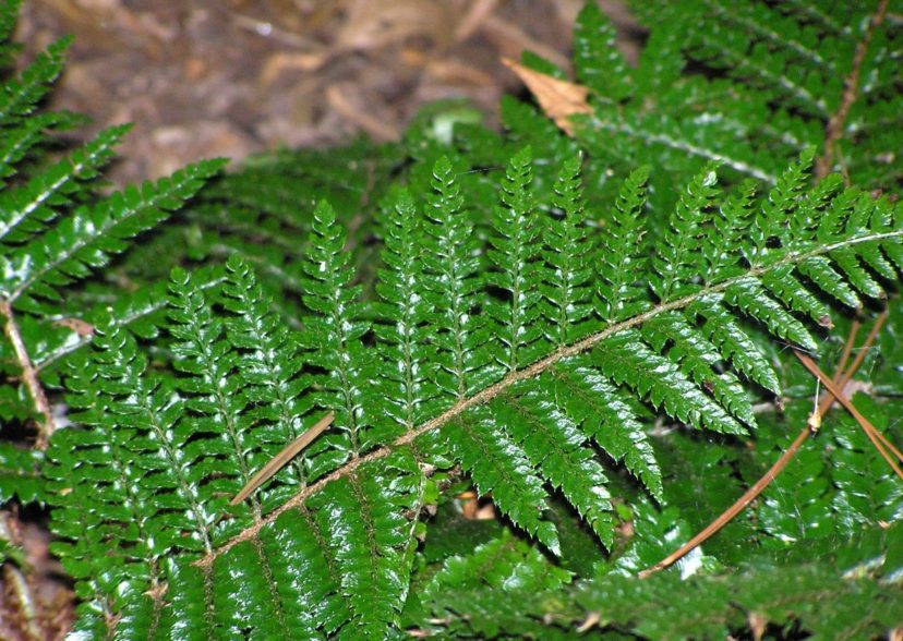 River Fern