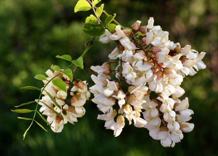 Robinia Pseudoacacia