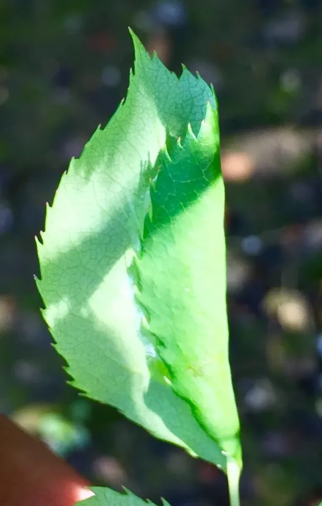 Rolled leaves