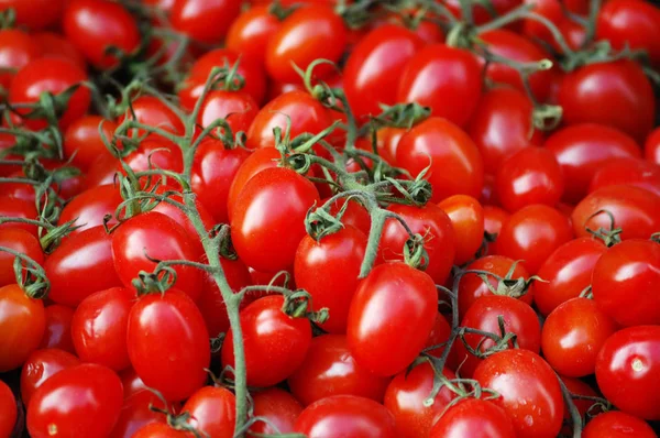 The Beginner’s Guide: Grow Delicious Roma Tomatoes at Home