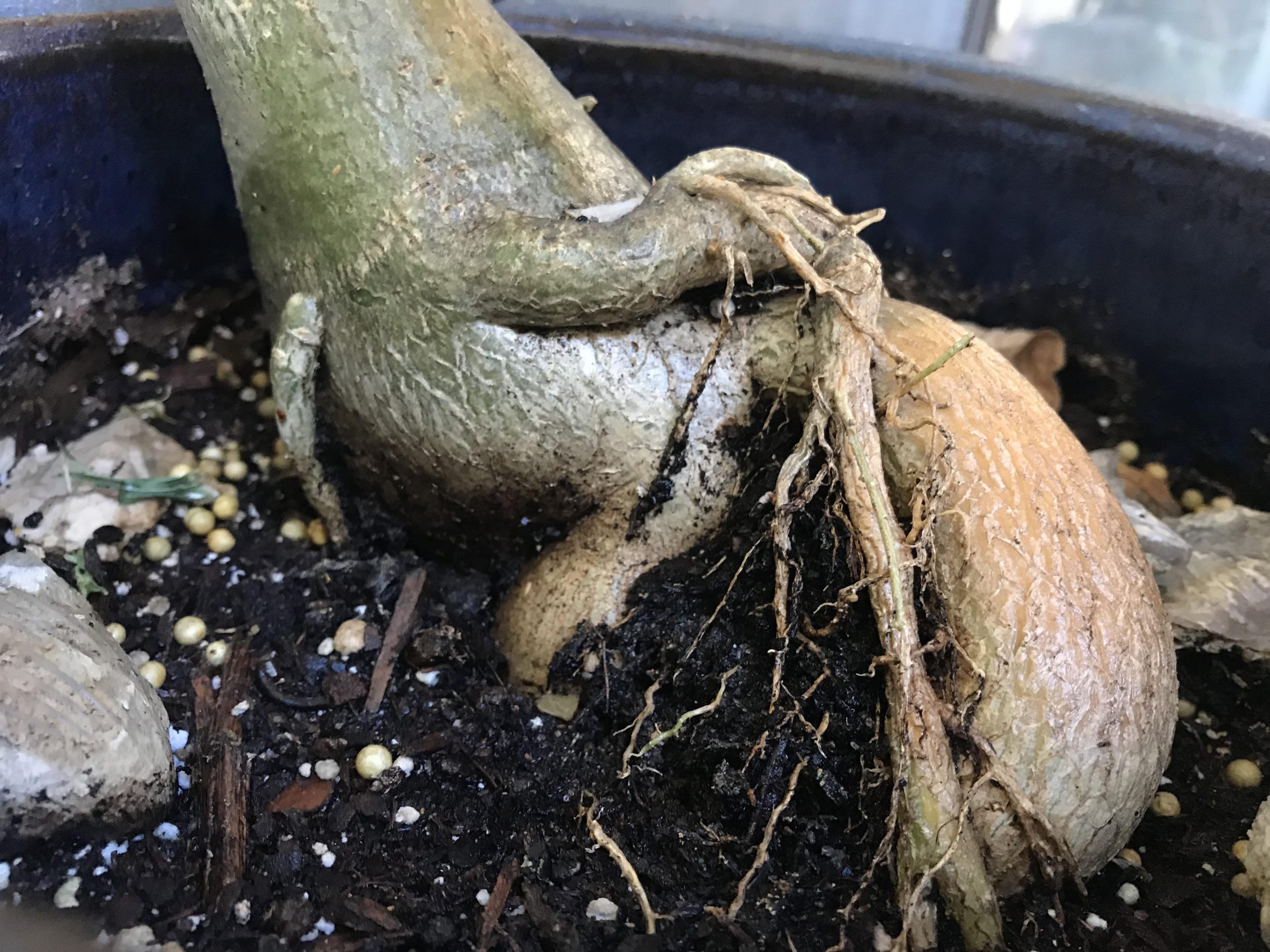 Root Rot