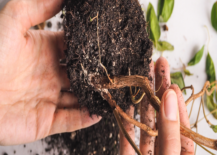 Root Rot