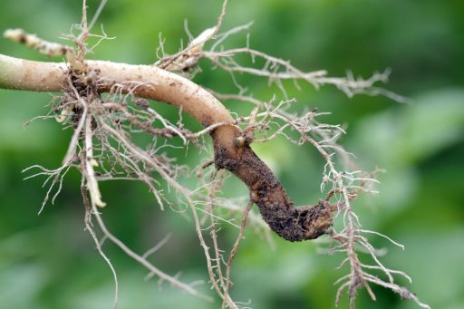 Root Structure of The Red Robin