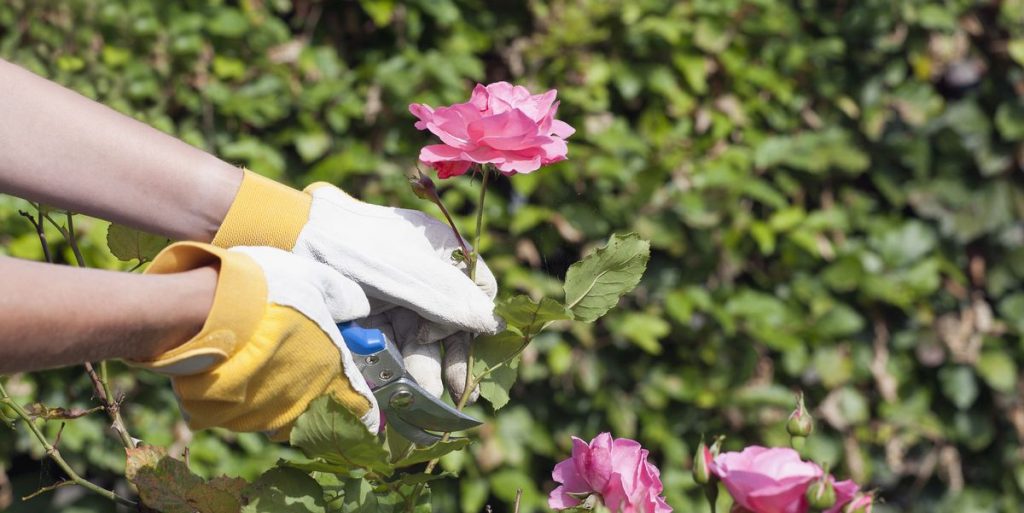 Rose Plant Successfully from The Rose Cuttings