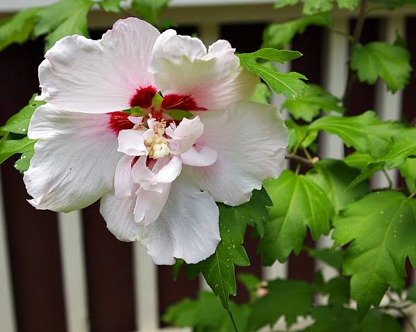 Rose of Sharon