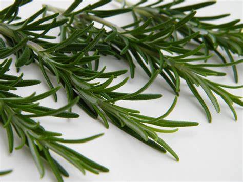 Rosemary 