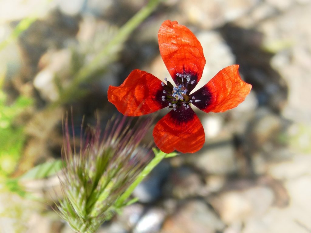 Rough Poppy (Papaver Hybridum)