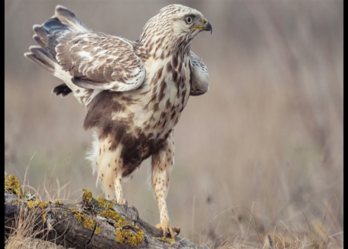 Rough-legged Buzzard