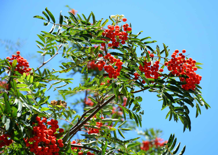 Rowan Tree