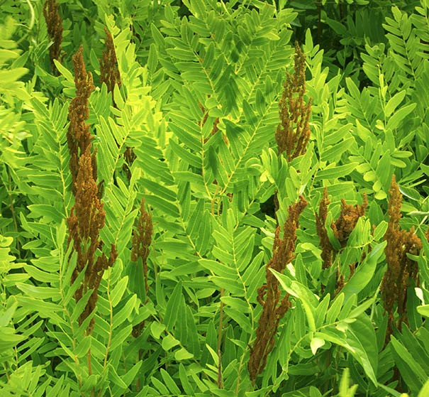 Royal Fern (Osmunda Regalis)