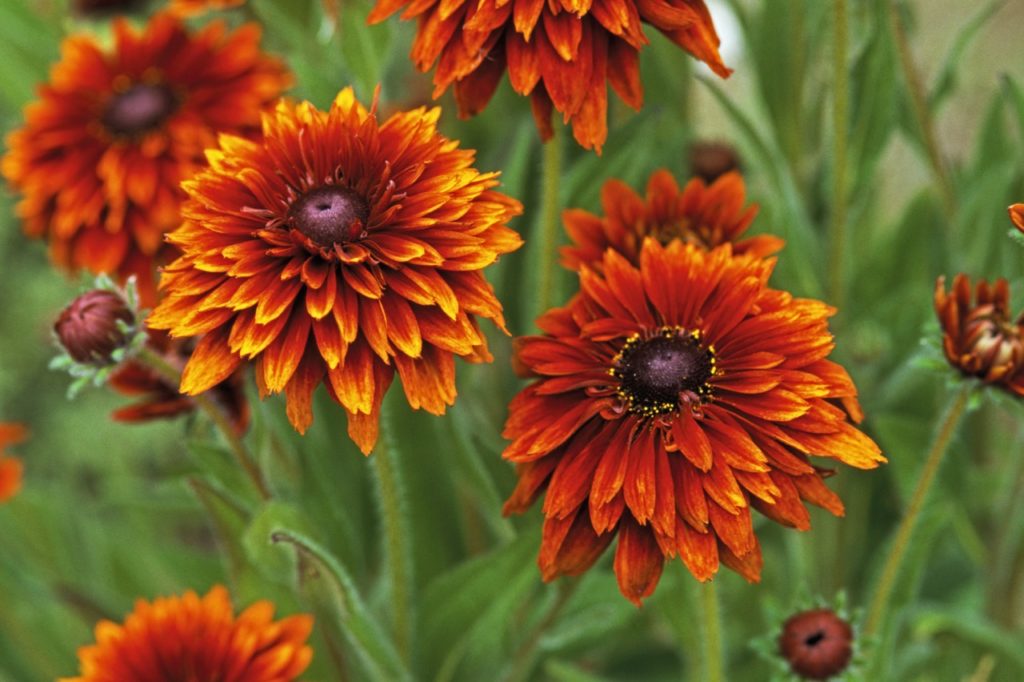 Rudbeckia Chirokee Sunset