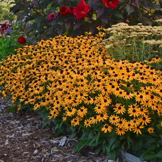 Rudbeckia Fulgida