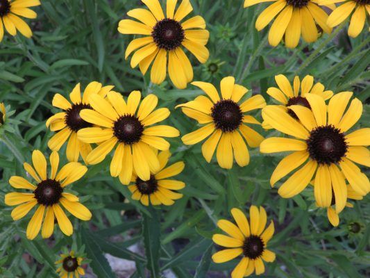 Rudbeckia Missouriensis