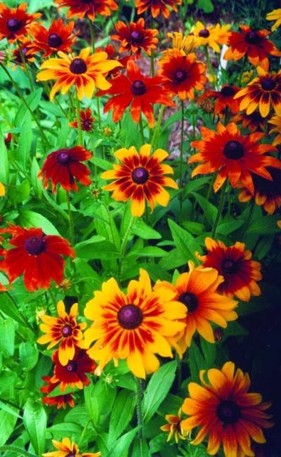 Rudbeckia Toto