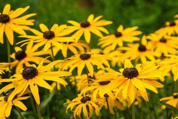 Rudbeckia