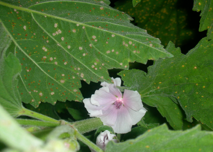 Rusty Lavatera