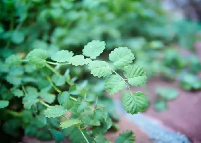 Salad-Burnet