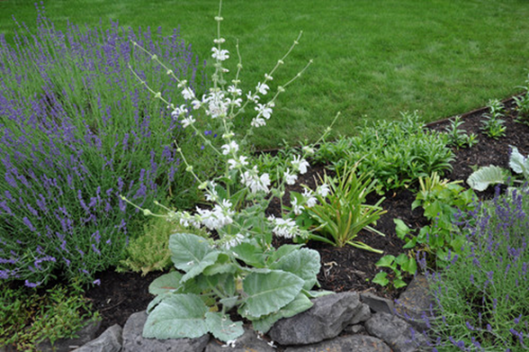 Salvia Amistad and Amante