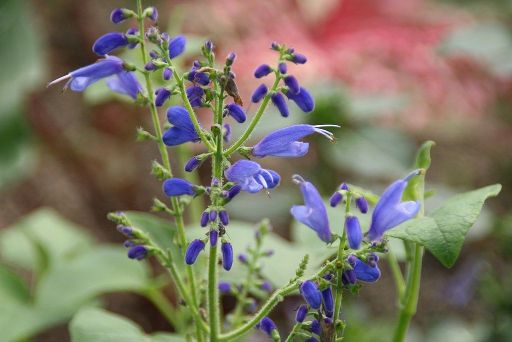 Salvia Cacaliifolia