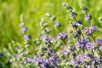 Salvia Clevelandii