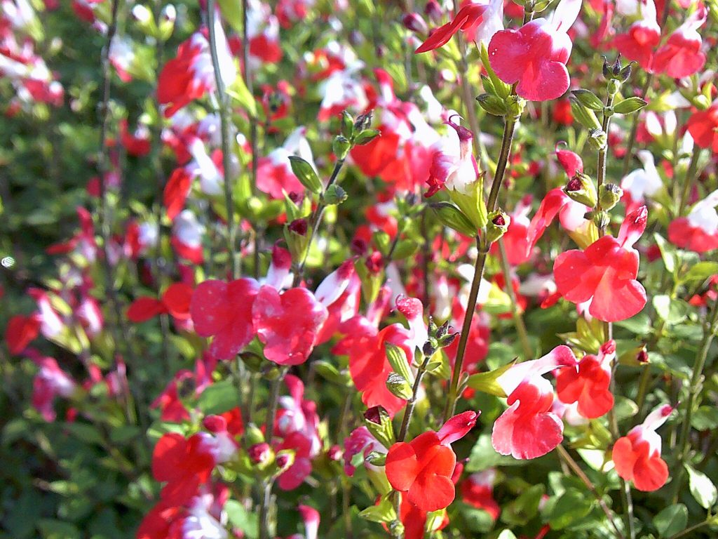 Salvia 'Hot Lips' Plant Care & Growing